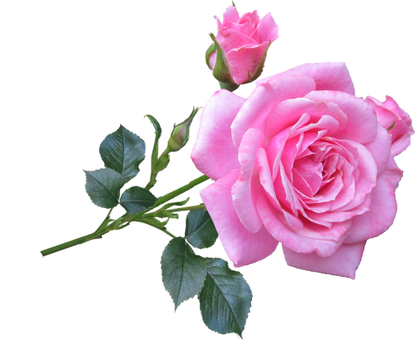 Ярко розовая роза на белом фоне