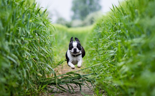 Собака на траве