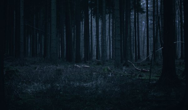Темный фон Геншин лес