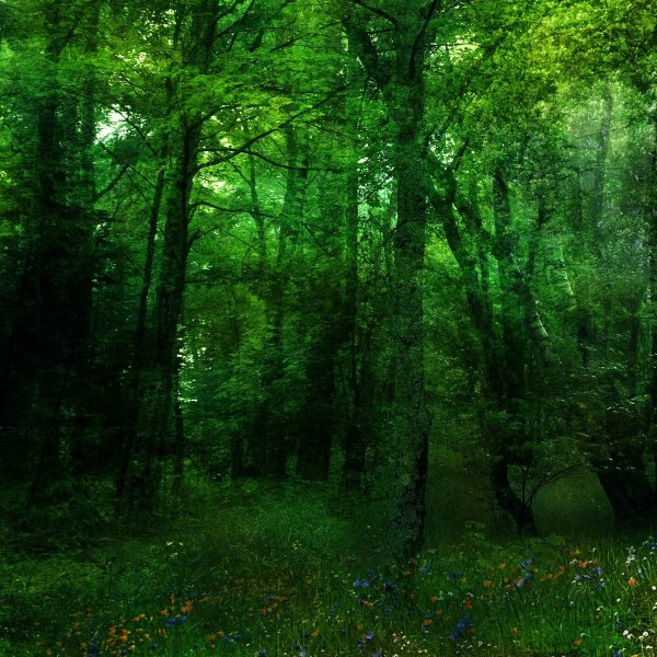 Красивый зеленый лес
