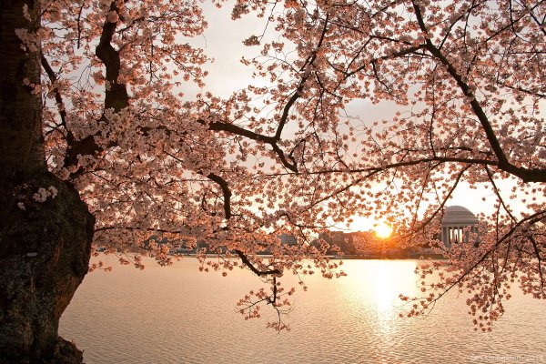 Япония весной