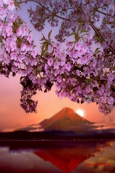 Закат в японии на фоне сакуры
