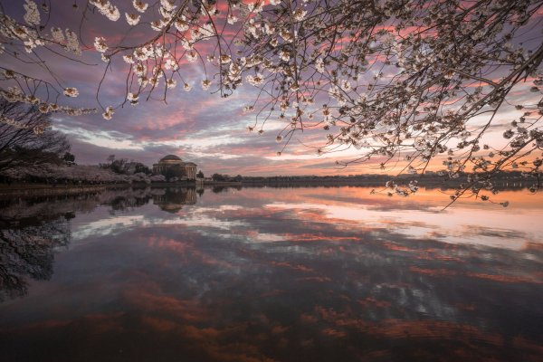 Цветение Сакуры на закате