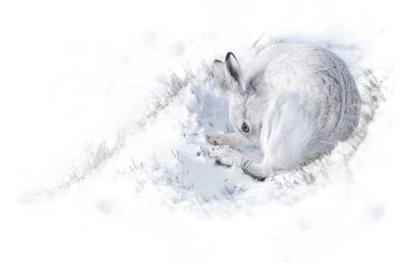 Заяц зимой на белом фоне