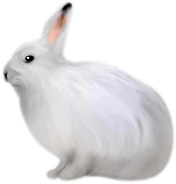 Белый заяц на прозрачном фоне