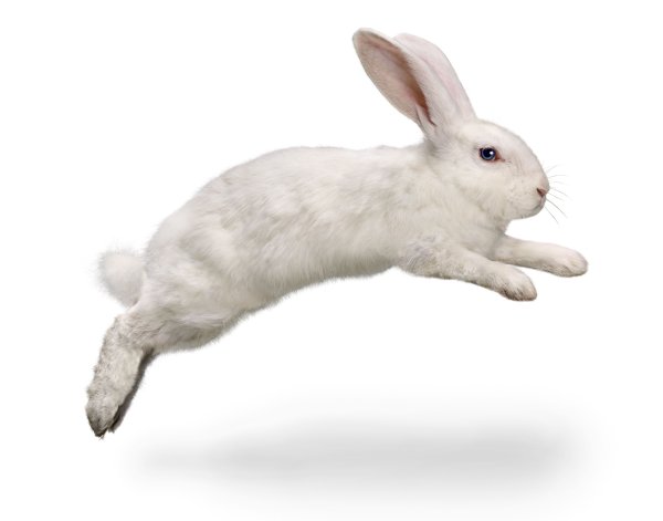 Кролик прыгает