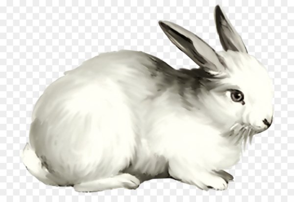 Кролик на белом фоне