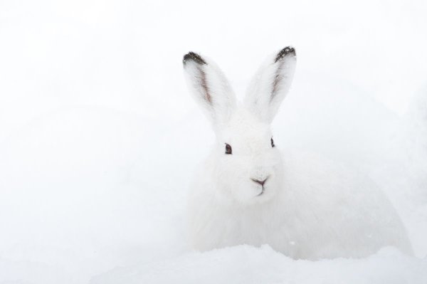 Заяц Беляк на снегу