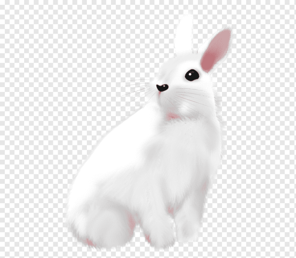 Заяц белый