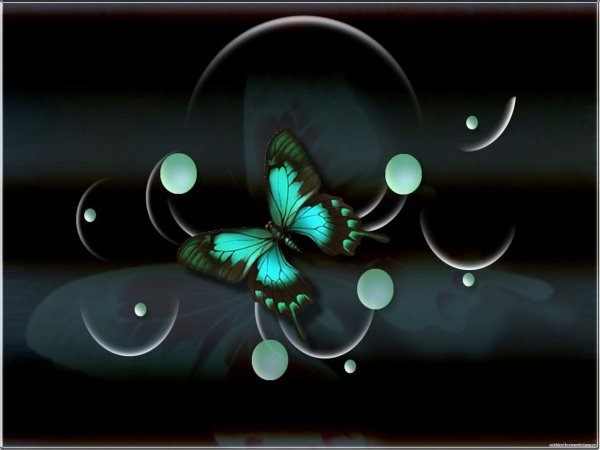 Бирюзовая бабочка на черном фоне
