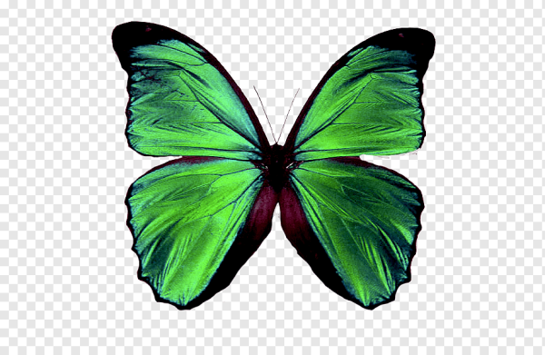 Зеленая бабочка на прозрачном фоне