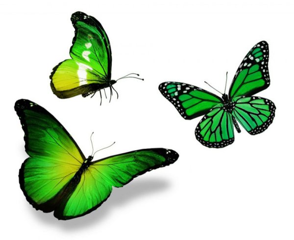 Зеленая бабочка на прозрачном фоне