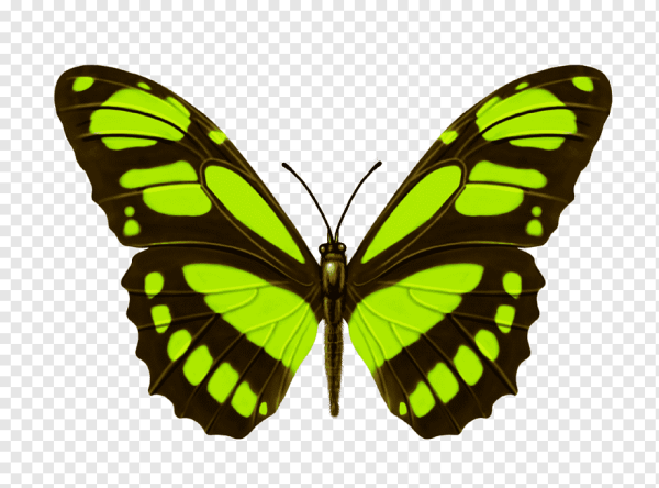 Зеленая бабочка
