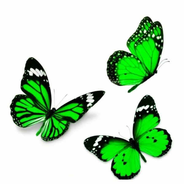 Зеленые бабочки для печати