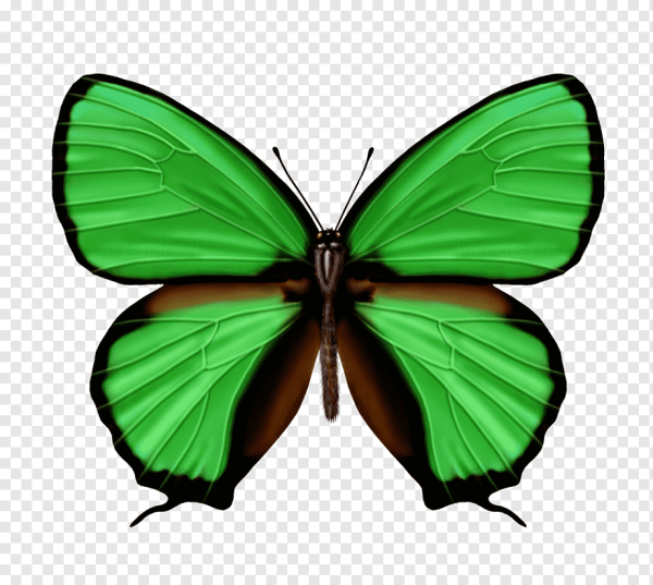 Красивая зеленая бабочка