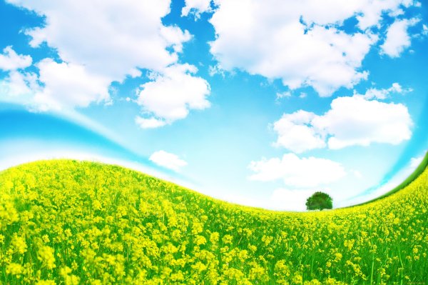 Зеленая трава и голубое небо фон