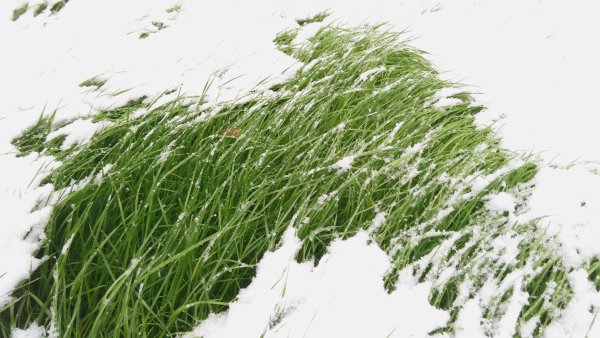 Зеленые растения под снегом