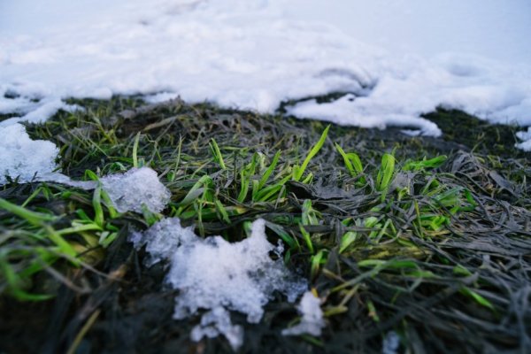 Снег весной