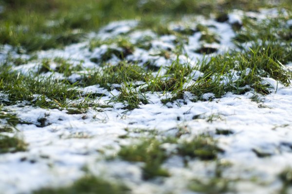 Травинка под снегом