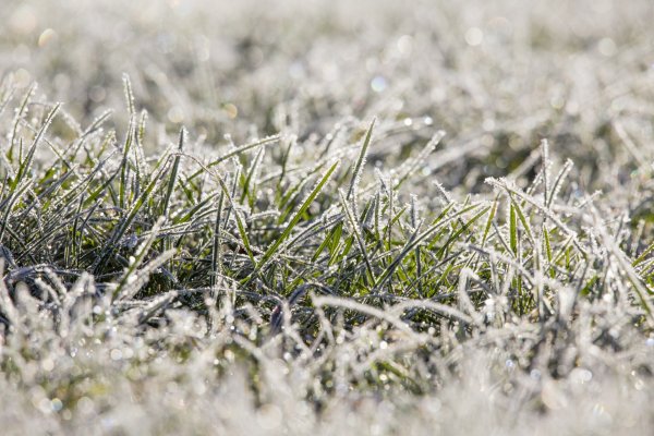 Зимняя трава