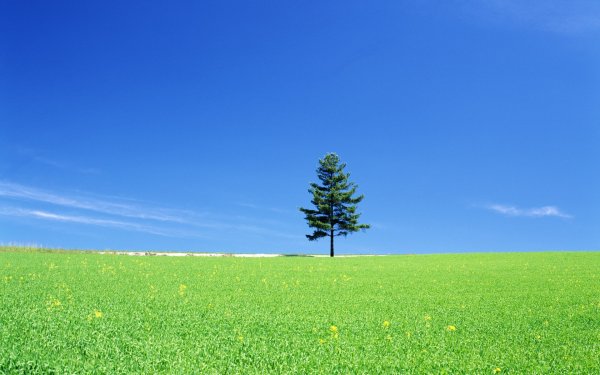 Зеленая трава на голубом фоне
