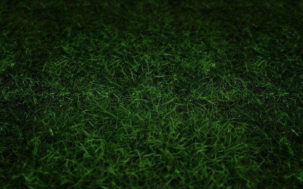 Зеленая трава на темном фоне