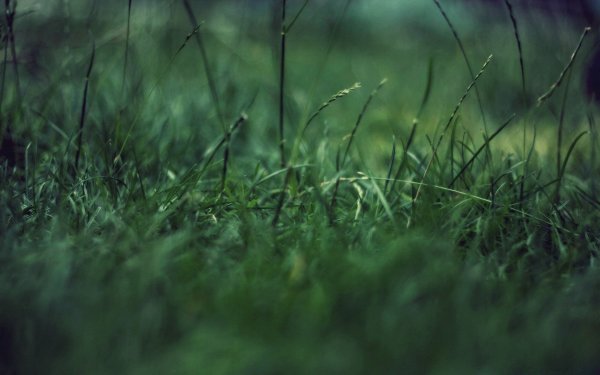 Природа трава