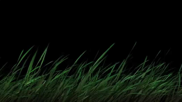 Трава ночью фон