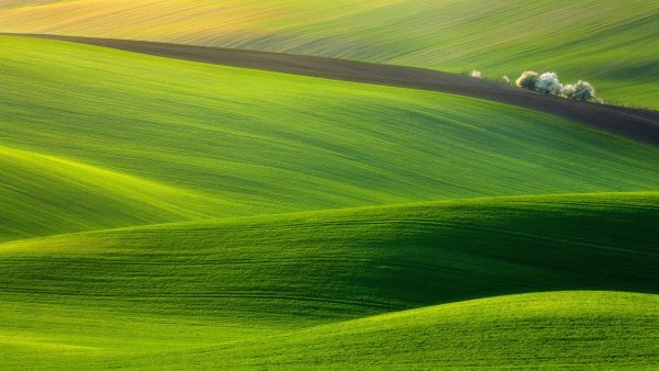 Зеленый фон поле и трава