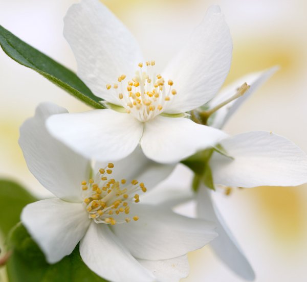 Жасмин цветок Дамасский