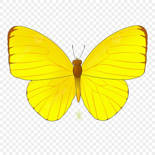 Желтые бабочки для печати
