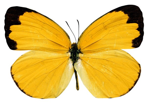 Желтая бабочка на прозрачном фоне