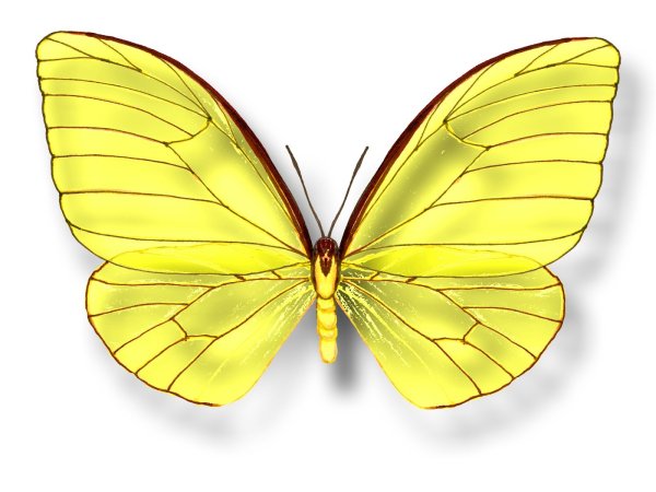 Бабочки желтого цвета