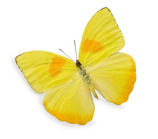 Бабочка лимонница на белом фоне
