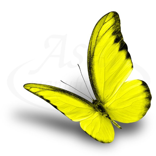 Бабочка белая с желтым