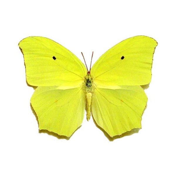 Жёлтая бабочка лимонница