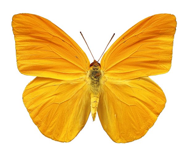 Бабочки желтого цвета