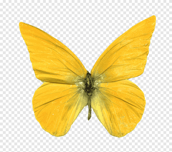Желтая бабочка на прозрачном фоне