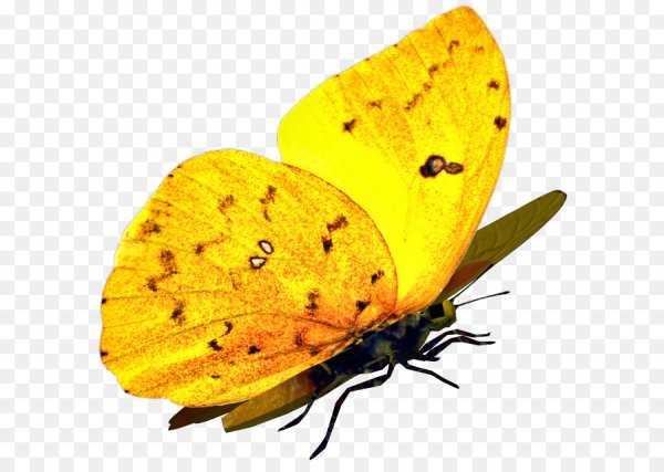 Бабочки желтого цвета на прозрачном фоне