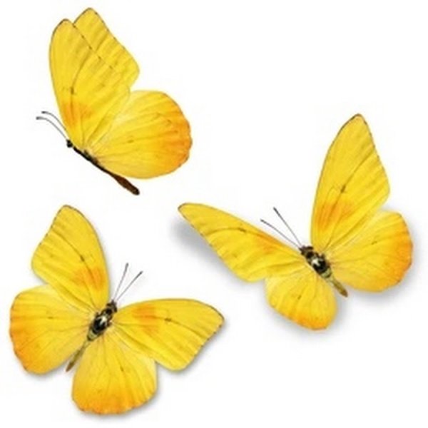 Фотопечать желтые бабочки