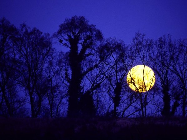 О желтая Луна в ночи