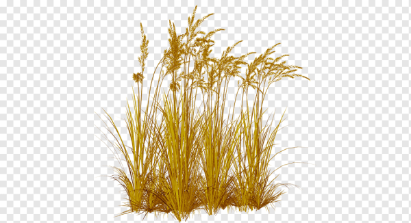 Желтая трава на белом фоне