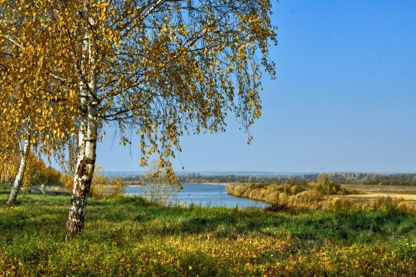 Осенние березы река Ветлуга