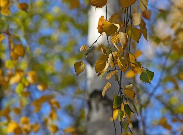 Листья березы повислой осенью