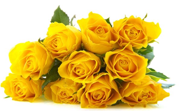 Желтые розы на белом фоне
