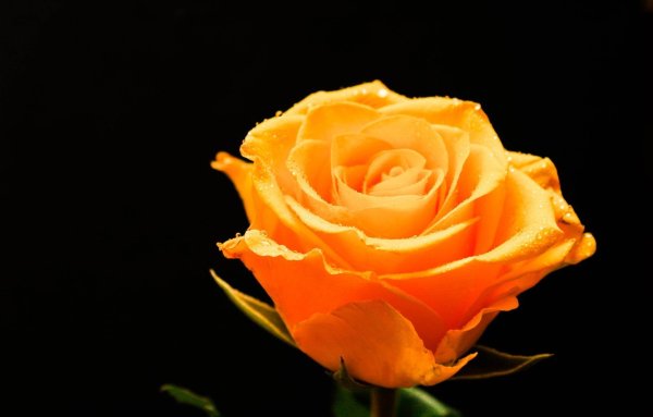 Желто оранжевые розы