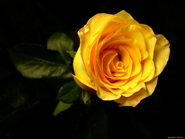 Роза Торо желтая