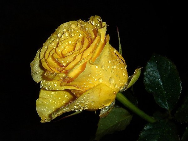 Желтая роза с капельками