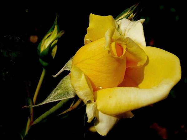 Красивые желтые розы