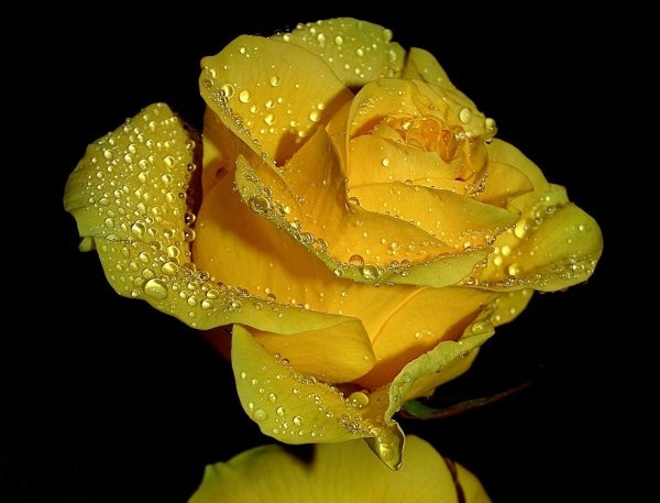 Золотая роза с каплями